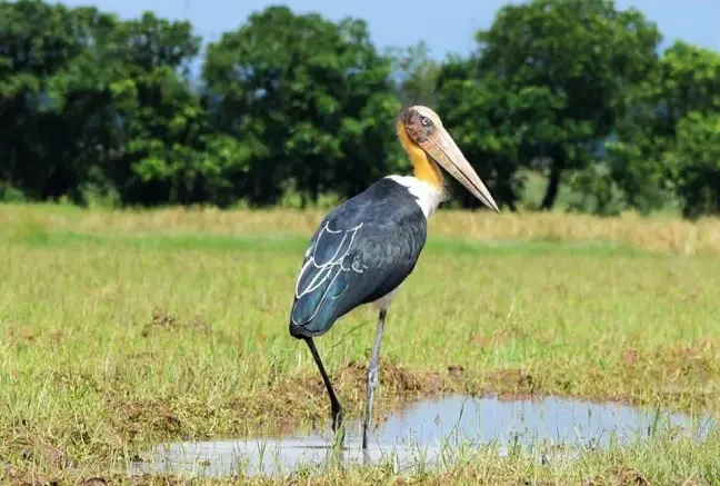 Birdwatching in Kaziranga