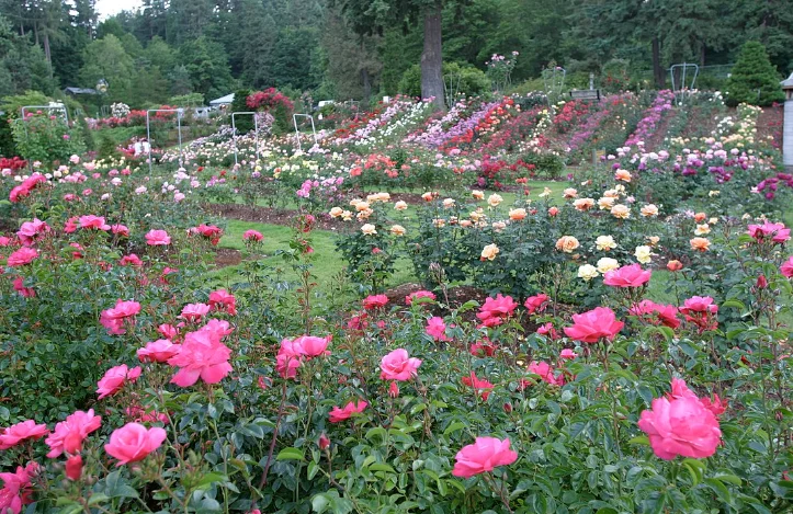 Rose Garden