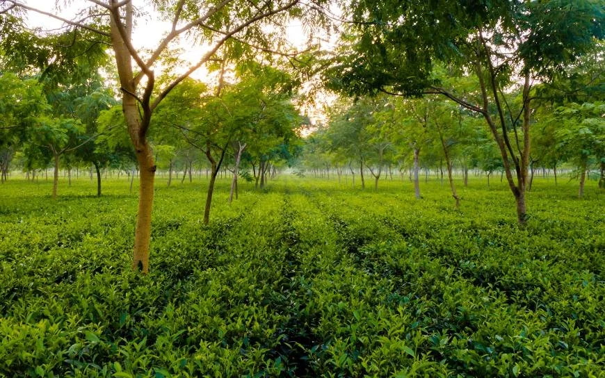 tea gardens one of the best places to visit in Dibrugarh