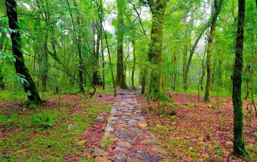 Visit Mawphlang Sacred Forest in Shillong