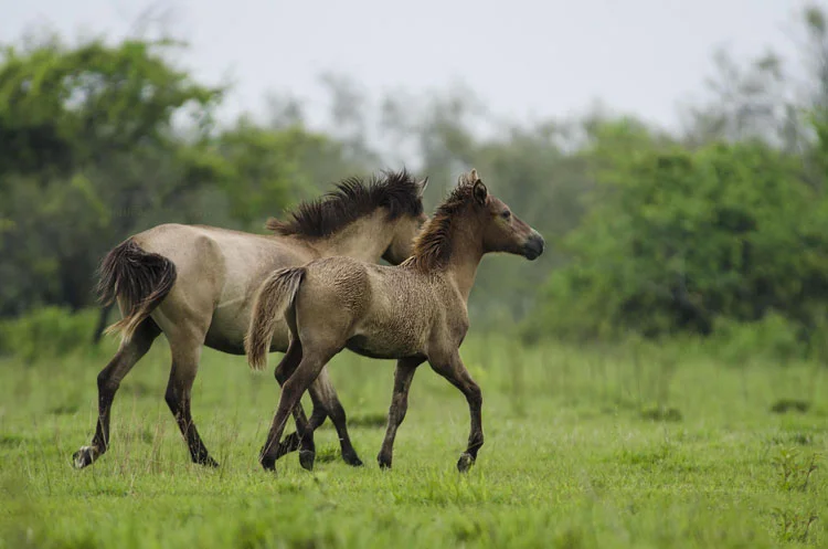 Dibru-Saikhowa National Park