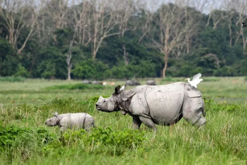 Pobitora Wildlife Sanctuary Guwahati