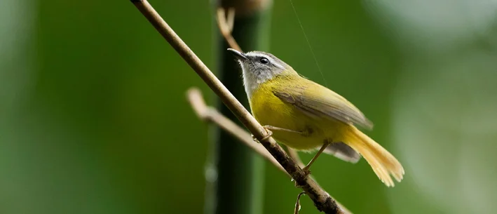 Bird Watching at Nameri National Park