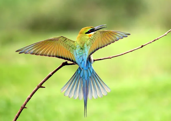 Birdwatching at Bura-Chapori Wildlife Sanctuary in tezpur