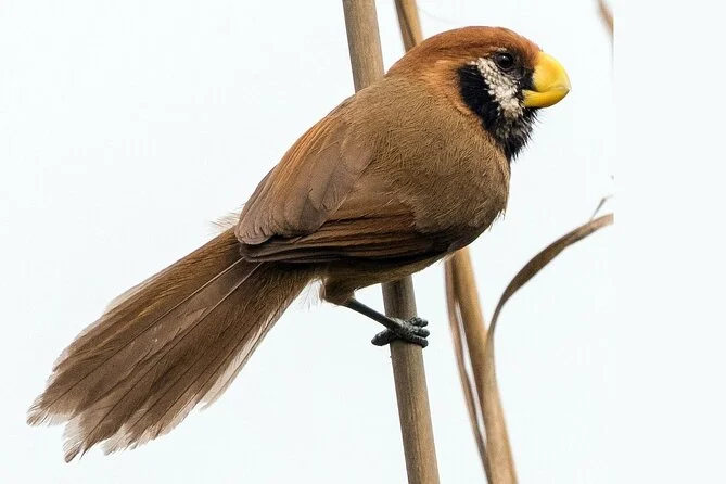 Bird Watching in Dibrugarh