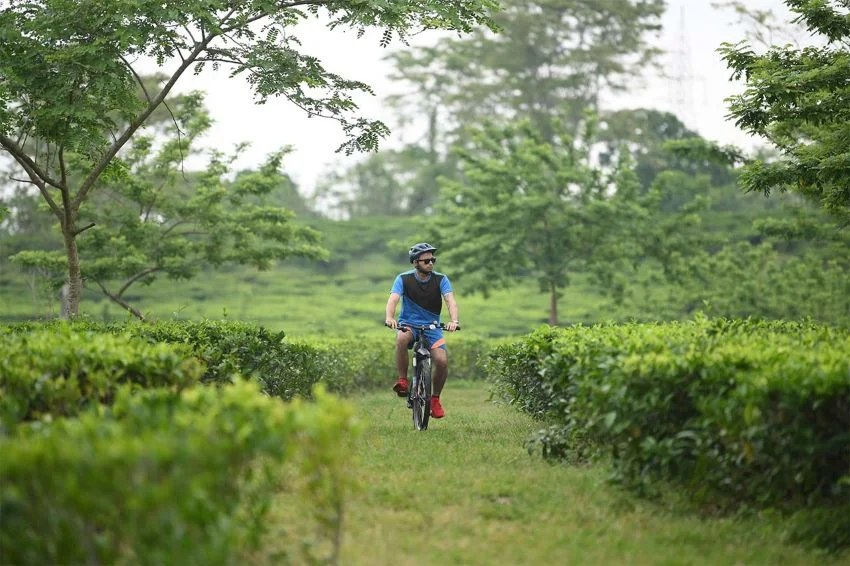 cycling tours around tea gardens