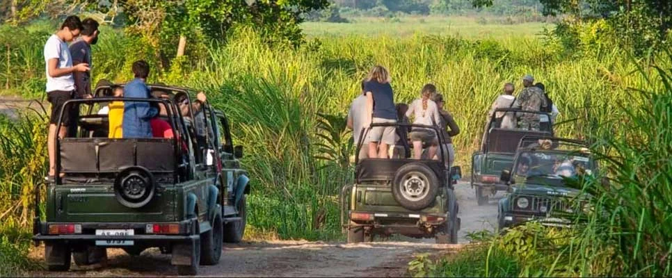 gibbon jeep safari