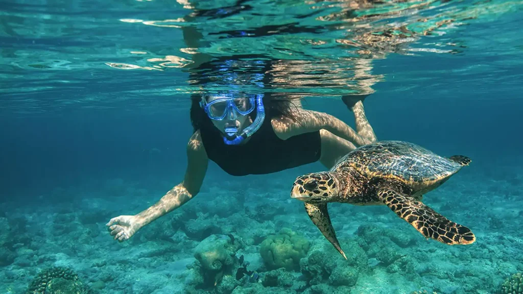 the malives Snorkelling In Maldives