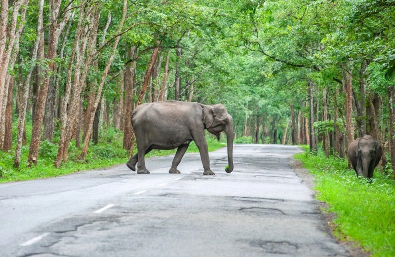 Explore Wayanad’s Wildlife Sanctuaries