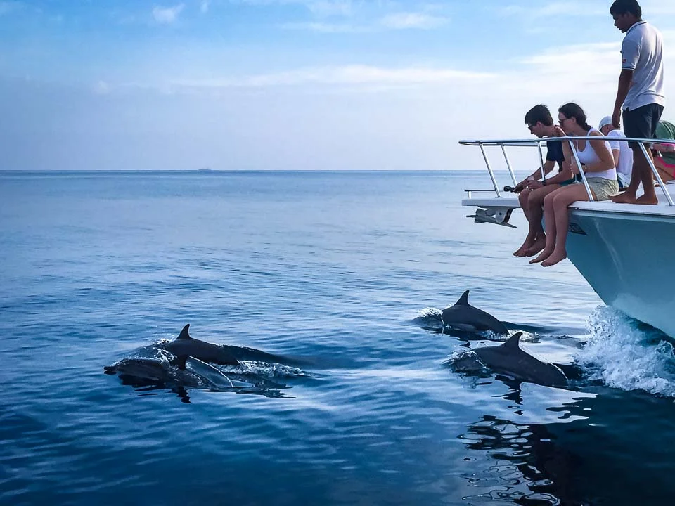 Dolphin Watching