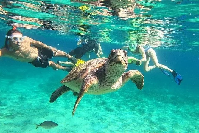 Turtle Watching In Maldives