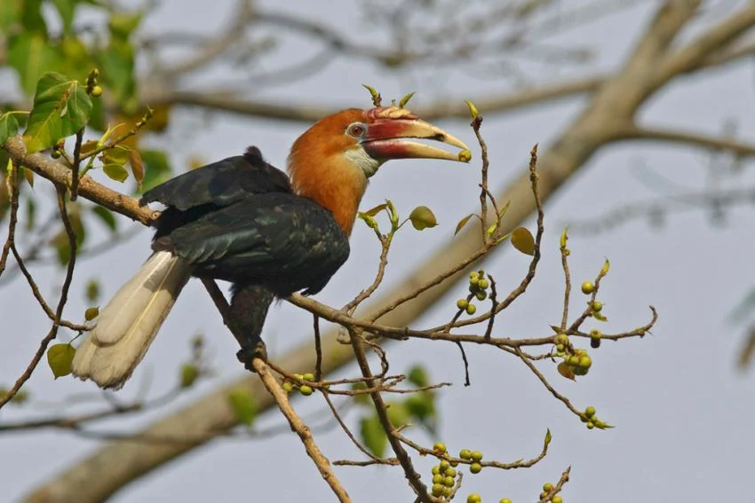 birdwathing at chidya tapu