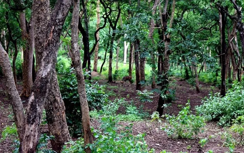 Marayoor Sandalwood in Munnar