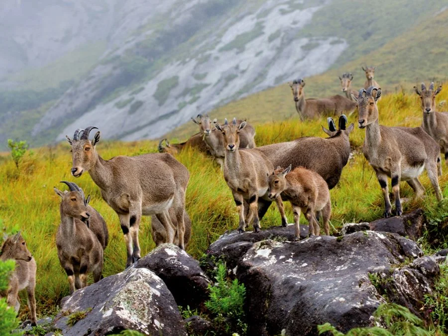 Visit Eravikulam National Park in Munnar