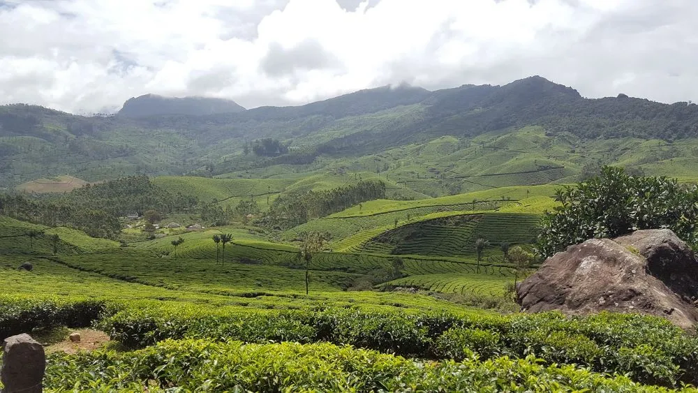 Visit the Munnar Tea Gardens