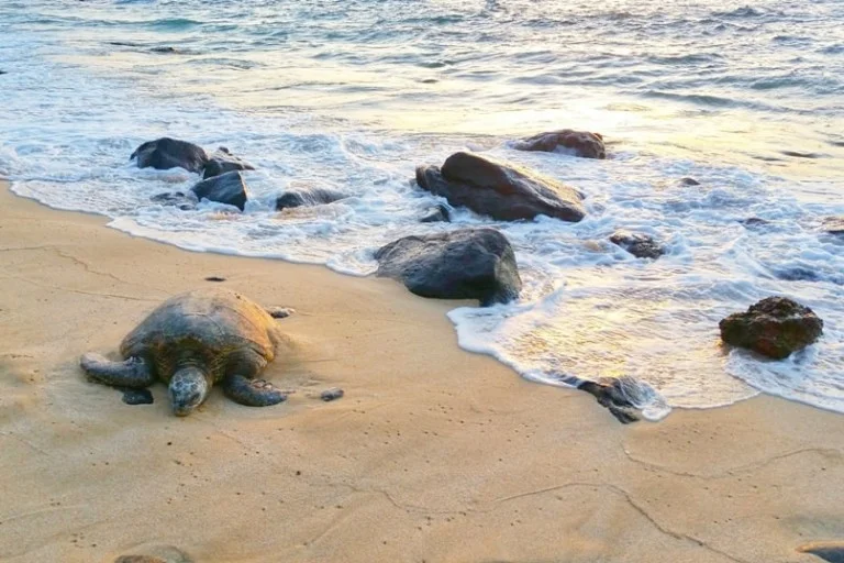 Turtle Beach in andaman