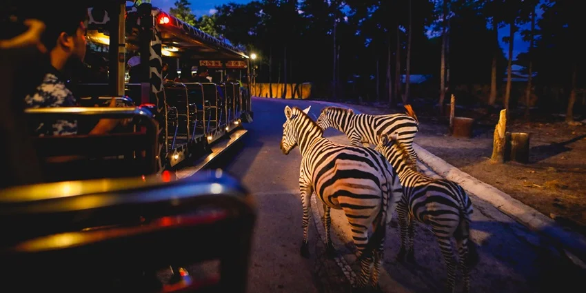 Night Safari at Safari World or Night Markets