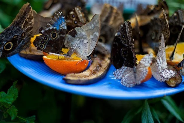 Visit the Butterfly Conservatory in Ponda