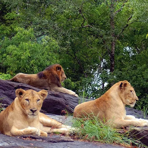 Neyyar Wildlife Sanctuary in Trivandrum