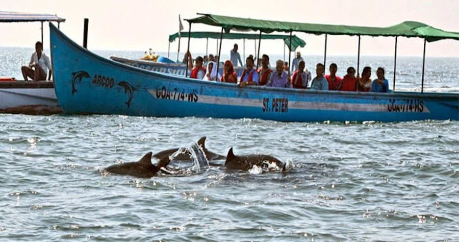 Dolphin Watching Tour in Goa