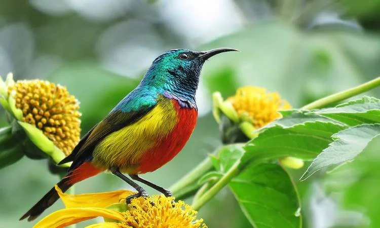 Bird Watching in Bumdeling and Zhemgang in Bhutan