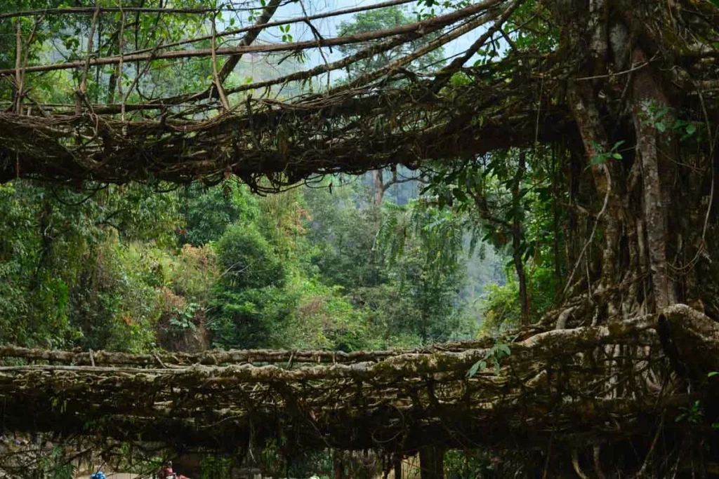 Double Decker Living Root Bridge