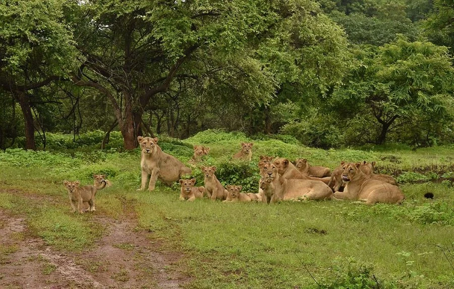 Monsoon Season in Gir National Park