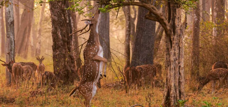 Karnataka Wildlife Tour Package with Jungle Safari