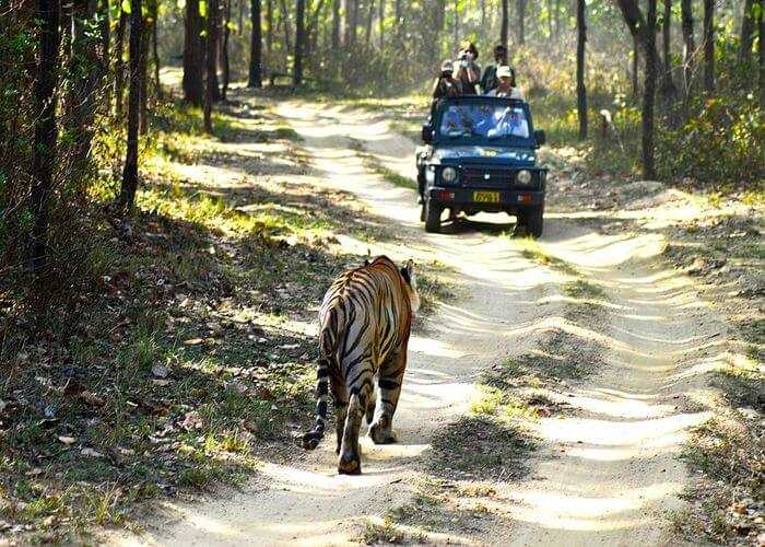 Karnataka Wildlife Tour Package 4N/5D