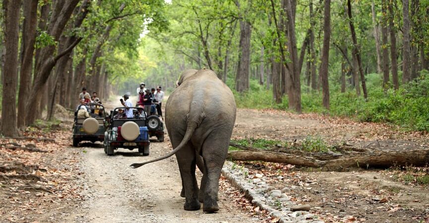 Jim Corbett Tour Package