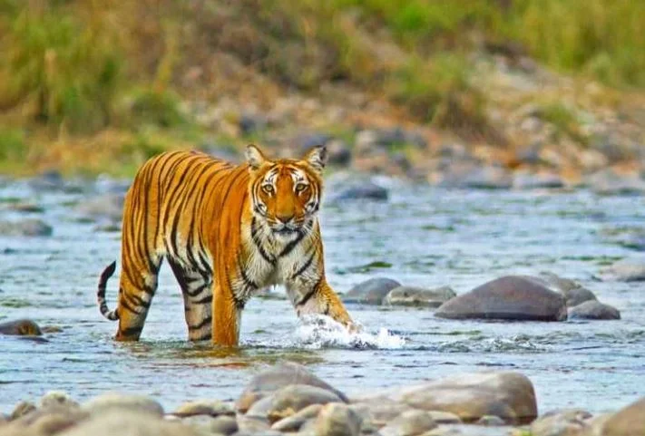 Uttarakhand Jim Corbett Safari Tour Package from Delhi 3n4d