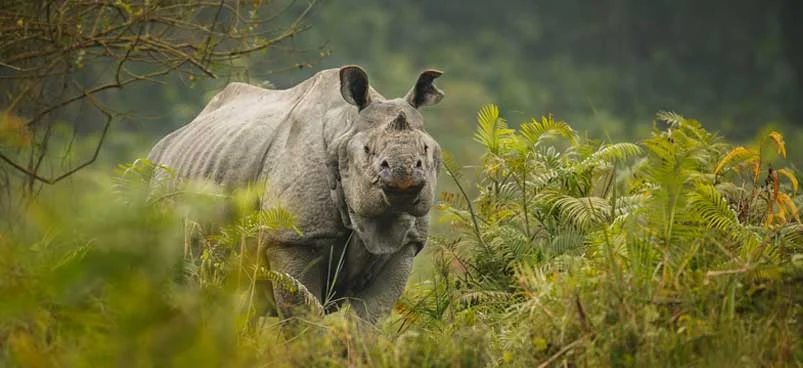 Manas Kaziranga Tour Package 6N/7D