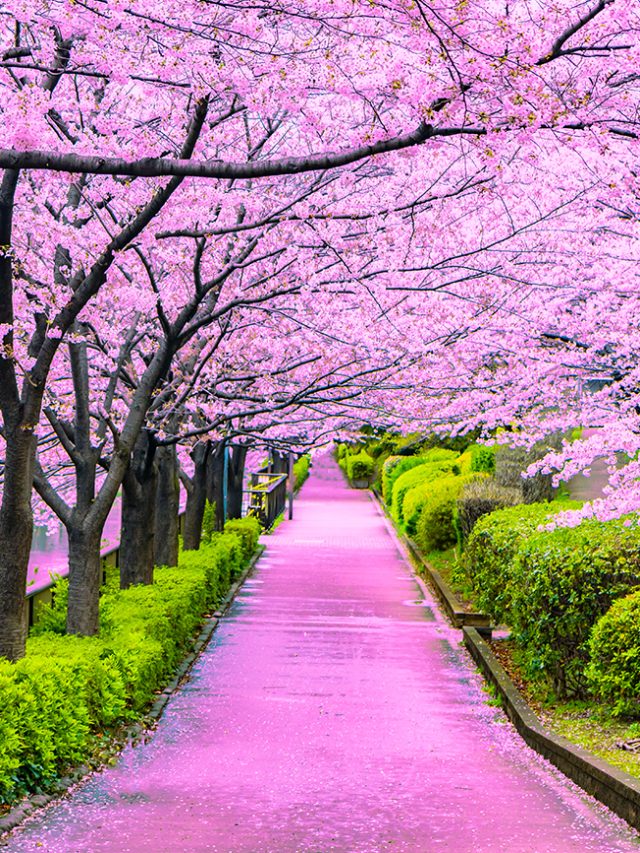 Top Exciting Activities in Japan You Can Only Enjoy in the Spring