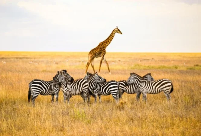 Kenya Tour Packages