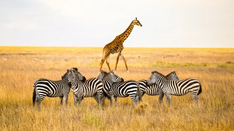 Kenya Tour Packages